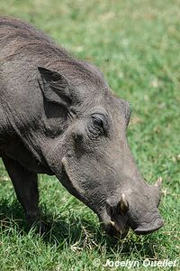 Parc national Queen Elizabeth - Ouganda