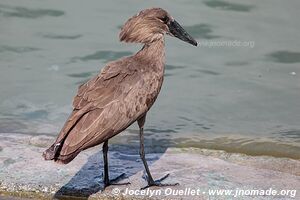 Queen Elizabeth National Park - Uganda