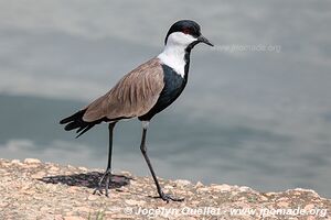 Queen Elizabeth National Park - Uganda