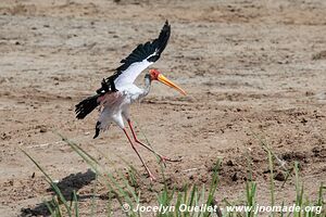 Parc national Queen Elizabeth - Ouganda