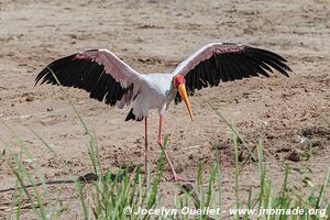 Queen Elizabeth National Park - Uganda