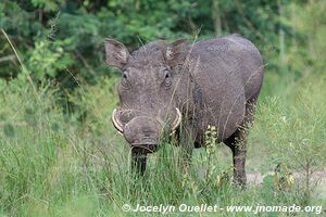 Queen Elizabeth National Park - Uganda