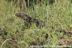 Queen Elizabeth National Park - Uganda