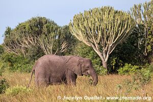 Parc national Queen Elizabeth - Ouganda