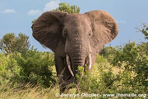 Parc national Queen Elizabeth - Ouganda