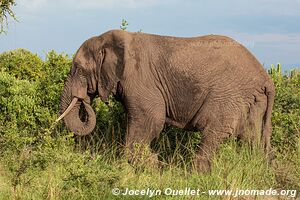 Parc national Queen Elizabeth - Ouganda