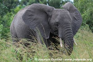 Parc national Queen Elizabeth - Ouganda