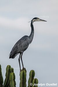 Queen Elizabeth National Park - Uganda