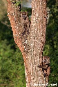 Queen Elizabeth National Park - Uganda