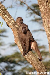 Queen Elizabeth National Park - Uganda