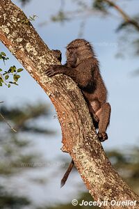 Queen Elizabeth National Park - Uganda