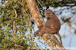 Parc national Queen Elizabeth - Ouganda