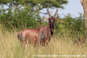 Parc national Queen Elizabeth - Ouganda