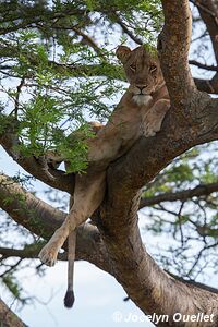 Parc national Queen Elizabeth - Ouganda