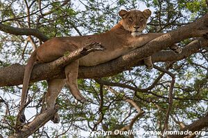 Parc national Queen Elizabeth - Ouganda