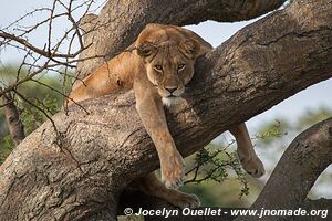 Queen Elizabeth National Park - Uganda