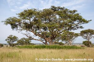 Parc national Queen Elizabeth - Ouganda