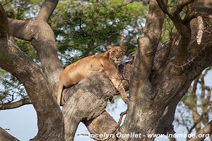 Parc national Queen Elizabeth - Ouganda