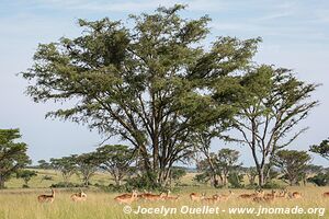 Parc national Queen Elizabeth - Ouganda