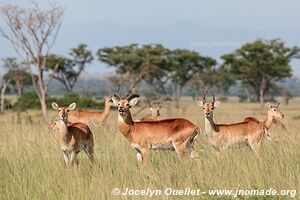 Parc national Queen Elizabeth - Ouganda