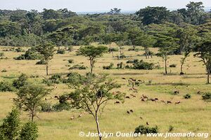 Parc national Queen Elizabeth - Ouganda