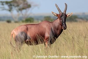 Parc national Queen Elizabeth - Ouganda