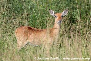 Parc national Queen Elizabeth - Ouganda