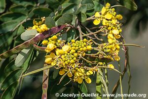 Parc national Queen Elizabeth - Ouganda