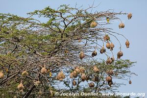 Queen Elizabeth National Park - Uganda