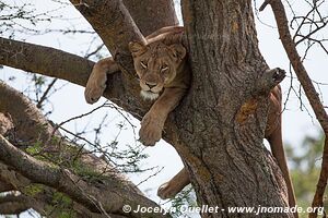 Parc national Queen Elizabeth - Ouganda