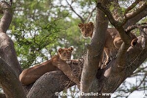 Parc national Queen Elizabeth - Ouganda