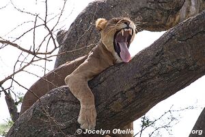 Queen Elizabeth National Park - Uganda