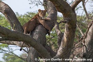 Parc national Queen Elizabeth - Ouganda