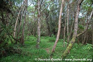 Forêt impénétrable de Bwindi - Ouganda