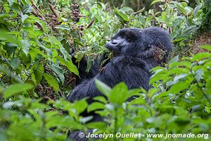  Bwindi Impenetrable Forest - Uganda