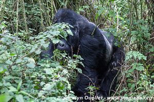 Forêt impénétrable de Bwindi - Ouganda