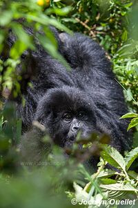  Bwindi Impenetrable Forest - Uganda