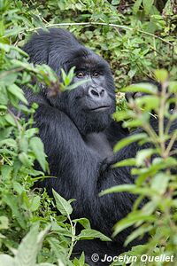  Bwindi Impenetrable Forest - Uganda