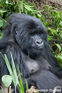  Bwindi Impenetrable Forest - Uganda