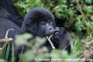 Forêt impénétrable de Bwindi - Ouganda