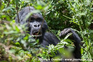  Bwindi Impenetrable Forest - Uganda