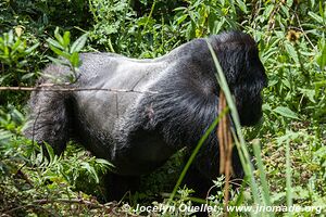 Forêt impénétrable de Bwindi - Ouganda