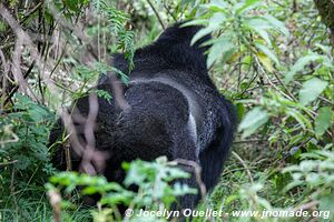  Bwindi Impenetrable Forest - Uganda