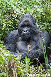  Bwindi Impenetrable Forest - Uganda