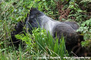 Forêt impénétrable de Bwindi - Ouganda