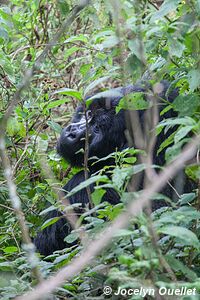  Bwindi Impenetrable Forest - Uganda