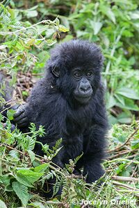 Forêt impénétrable de Bwindi - Ouganda