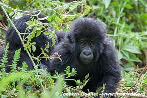  Bwindi Impenetrable Forest - Uganda