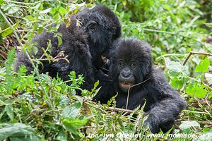 Forêt impénétrable de Bwindi - Ouganda