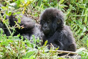 Forêt impénétrable de Bwindi - Ouganda